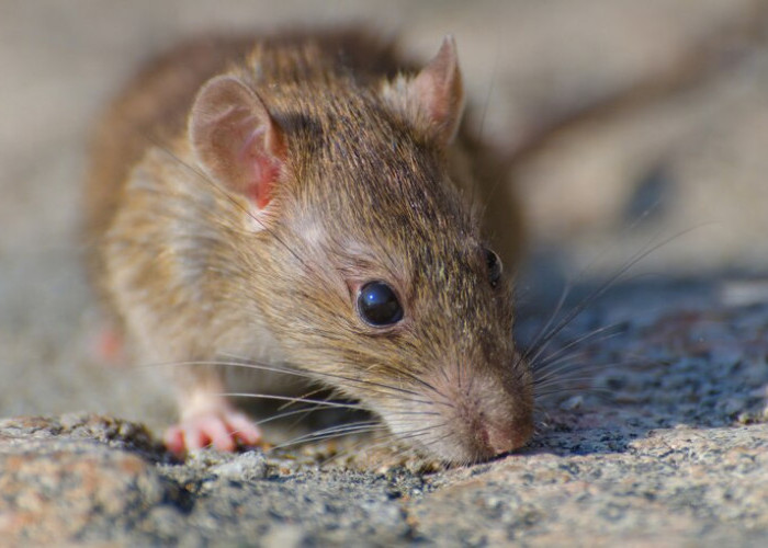 7 Cara Menghilangkan Bau Bangkai Tikus yang Mengganggu, Cepat dan Efektif!