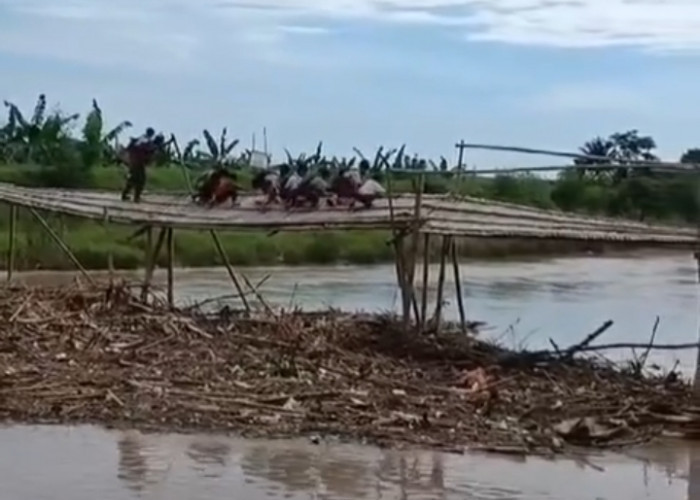 Miris, Pelajar di Kampung Laut, Cilacap Harus Lewat Jembatan yang Hampir Roboh Untuk Berangkat Sekolah  
