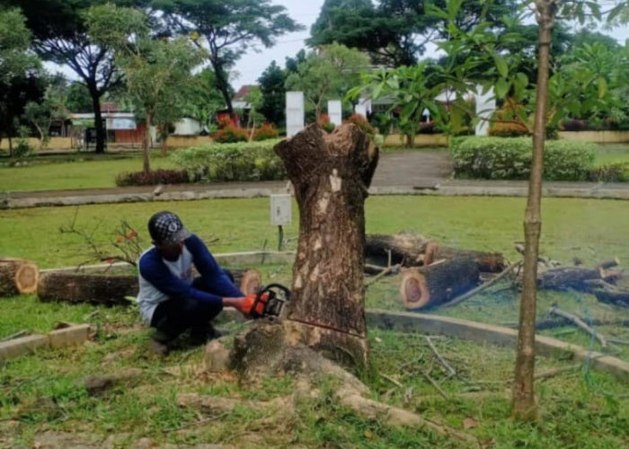 Rawan, Pohon Mati di Taman Kota Sumpiuh Ditebang
