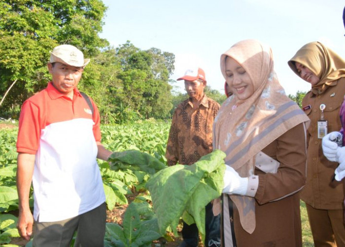 Kabupaten Cilacap Memiliki Potensi Tanaman Tembakau 