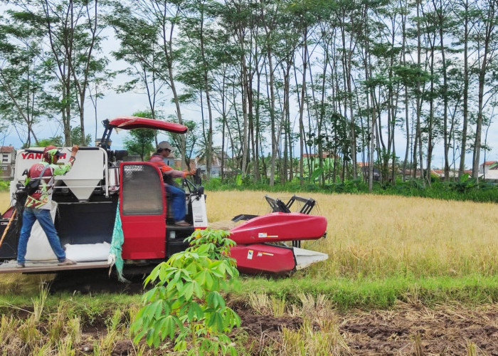 Produksi Beras Purbalingga Masih Surplus 16.761 Ton