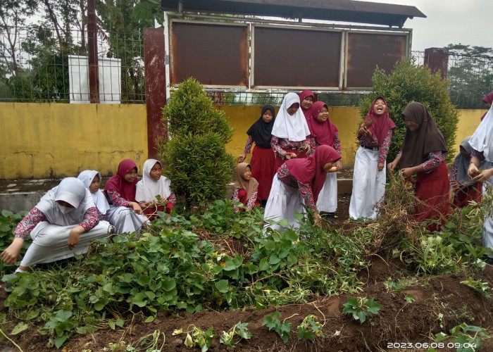 Implementasi P5 SDN Pandansari Banyumas dengan Berkebun 