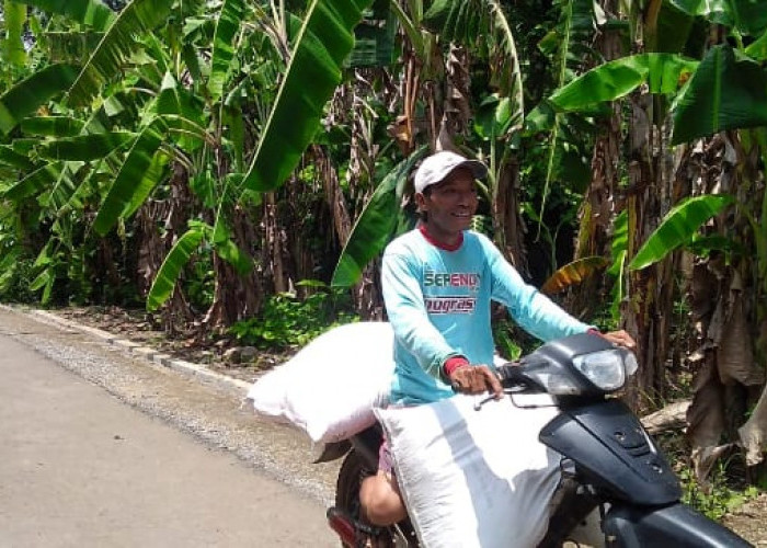 Harga Turun dan Stok Aman, Pupuk Subsidi Belum Terserap Petani