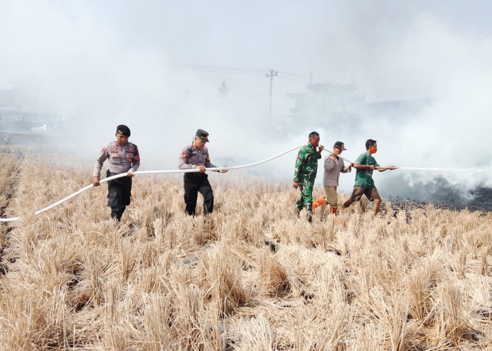 31 Kebakaran Lahan Terjadi di Cilacap dalam 2,5 Bulan, 62,54 Hektare Terdampak