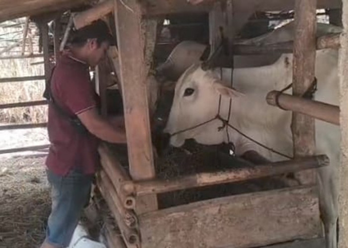Pakan Ternak Langka, Peternak Kebumen Pilih Jerami Kering
