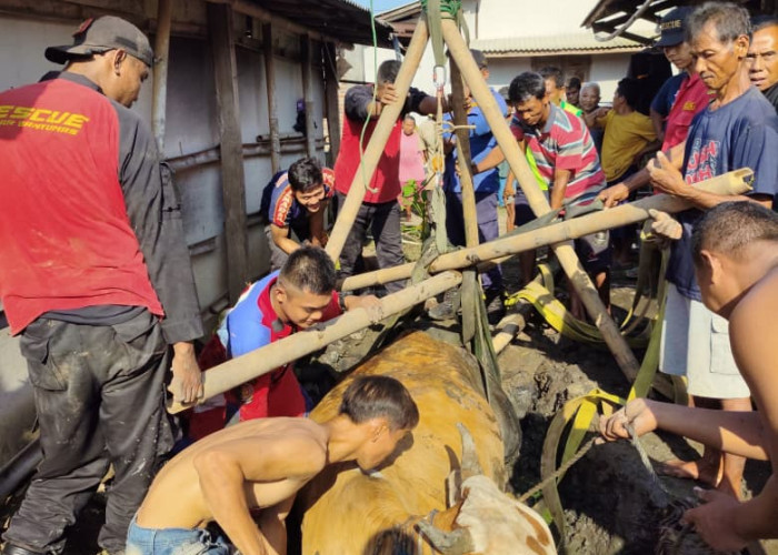 Evakuasi Sapi Seberat Satu Ton Berlangsung Dramatis, Tim Damkar Berjibaku Empat Jam di Kubangan Lumpur