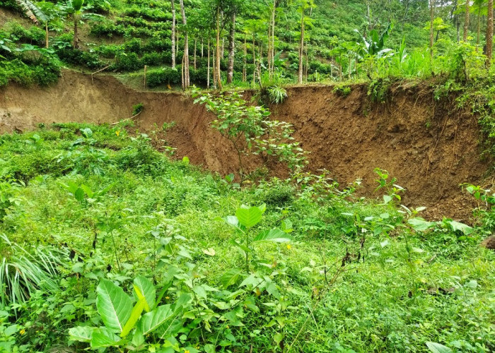 Cuaca Ekstrem, Lahan Hutan Gunung Slamet Amblas Setengah Hektar