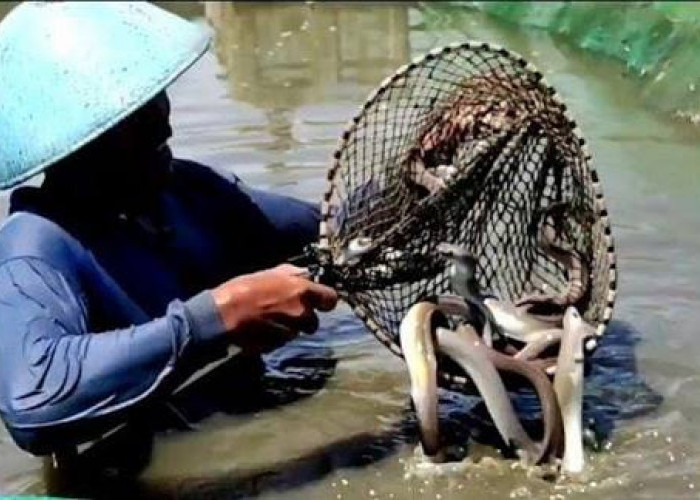 Musim Hujan, Produksi Sidat Cilacap Melimpah hingga 60 Ton Per Tahun