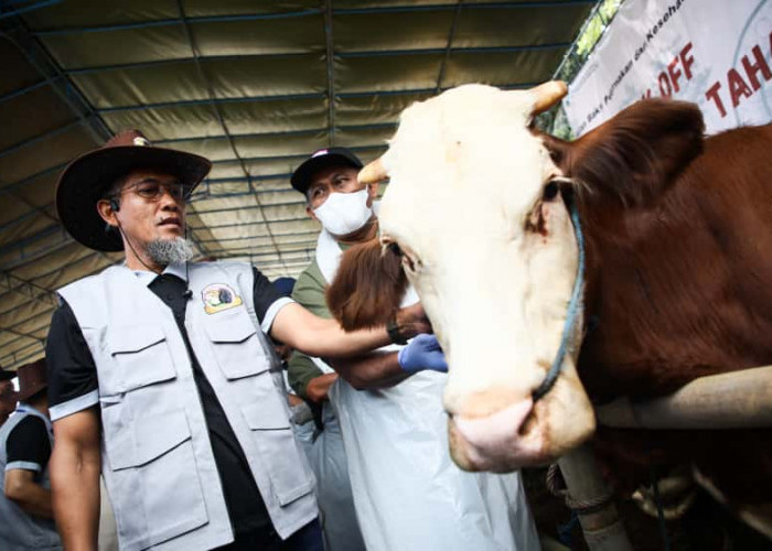 Genjot Produksi Daging, Pemprov Jateng Akan Vaksinasi PMK pada Sejuta Hewan Ternak