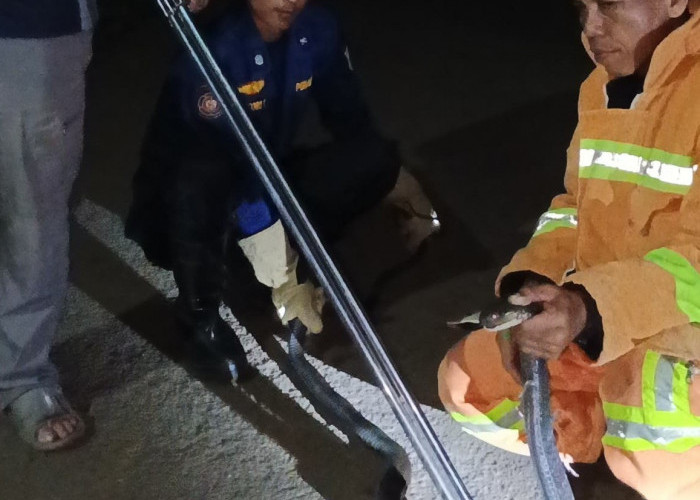 Ular King Cobra Sepanjang 2,5 Meter yang Berada di Atas Plafon Rumah, Gegerkan Warga Salebu