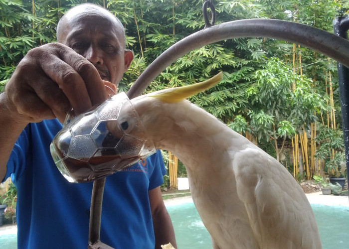 Unik, Burung Kakak Tua Putih ini Jadi Teman Ngopi di Sumpiuh, Benar-benar Menyeruput Kopi 