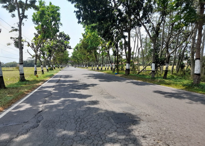 Ruas Jalan Ahmad Yani Adipala Cilacap Bergelombang, Camat : Itu Ranah Provinsi