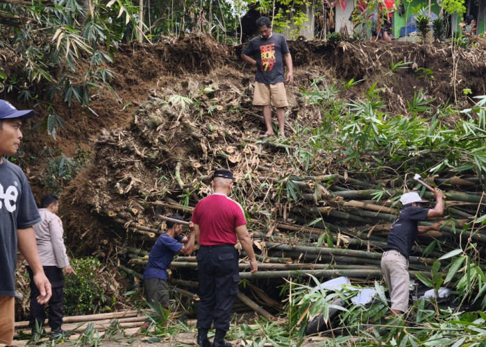 Rumpun 70 Batang Bambu Longsor di Maribaya Purbalingga, Pemotor Luka Sobek di Paha