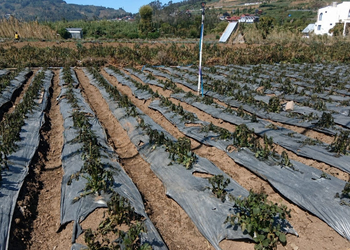 Suhu Minus 8 Derajat di Dieng, Embun Upas Rusak 30 Hektare Tanaman Kentang