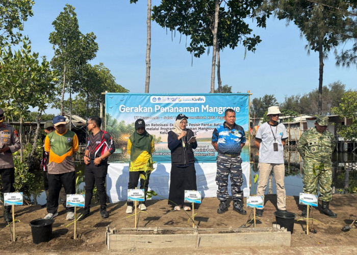 UT Purwokerto dan Ormawa SALUT Tegal Tanam 350 Mangrove di Pantai Batam Sari