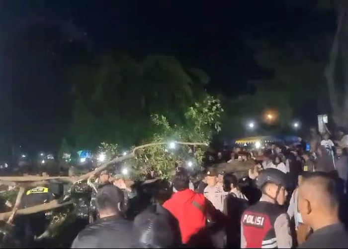 Pohon Beringin di Alun-alun Banjarnegara Tumbang, Lima Orang Alami Luka-luka 
