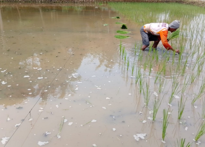 Petani di Banyumas Kekurangan Buruh Tanam, Sawah Ceblungan Juga Terkendala Pendangkalan Sungai