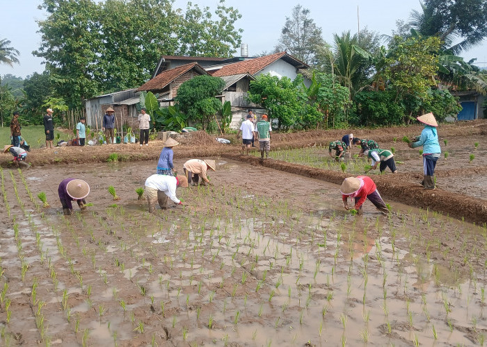 Tanam Duluan Risiko Mengintai, Petani di Banyumas Diminta Siaga Kemarau