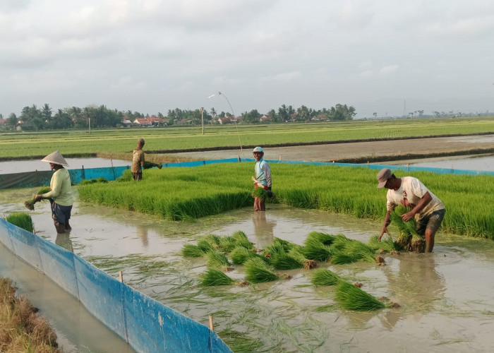 Pemerintah Siapkan Pompa dan Irigasi untuk Hadapi Kemarau di Cilacap