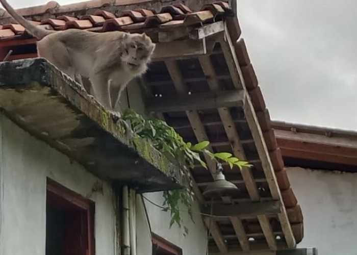 Seekor Monyet Berkeliaran di Kradenan