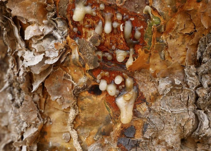 Kemenyan, Aroma Leluhur yang Kini Jadi Favorit Aromaterapi Modern