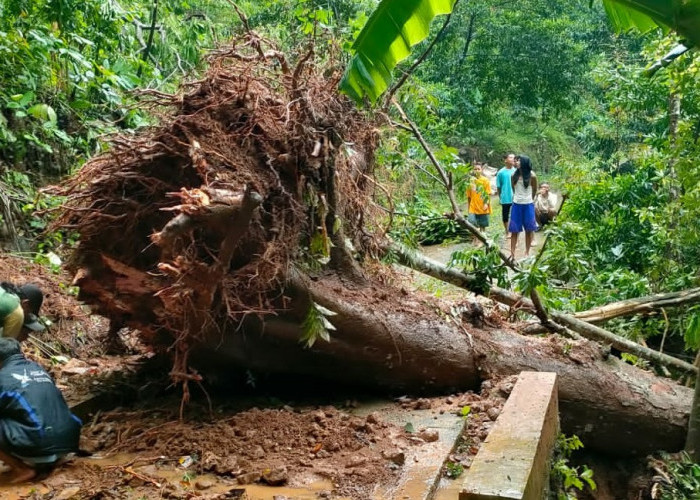 Musim Hujan, Penyelenggara Pilkada di Kecamatan Tambak Waspada TPS Rawan Bencana