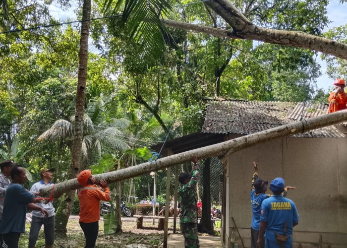 Rumah Numpang di Tanah Orang di Kuntili Sumpiuh Tertimpa Pohon Tumbang