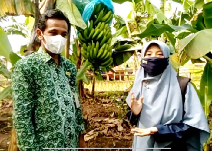 Dosen Amikom Manfaatkan Media Digital untuk Budidaya Pisang Cavendish