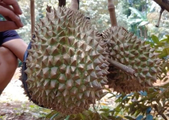 Panduan Budidaya Durian Bawor Asli Banyumas yang Tepat, Agar Memiliki Rasa Manis yang Legit
