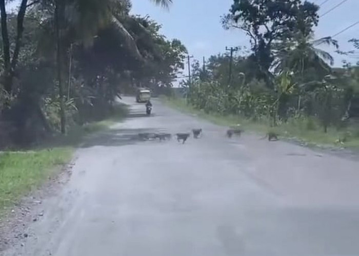 Waspada, Kawanan Monyet Menyeberang Jalan di Jalur Tapen Dekat Bendungan Mrica Banjarnegara