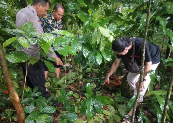 Penderes di Kutasari Meninggal Dunia Setelah Jatuh dari Pohon Kelapa Setinggi 15 Meter