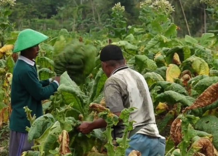 Cuaca Buruk, Petani Tembakau Kebumen Merugi