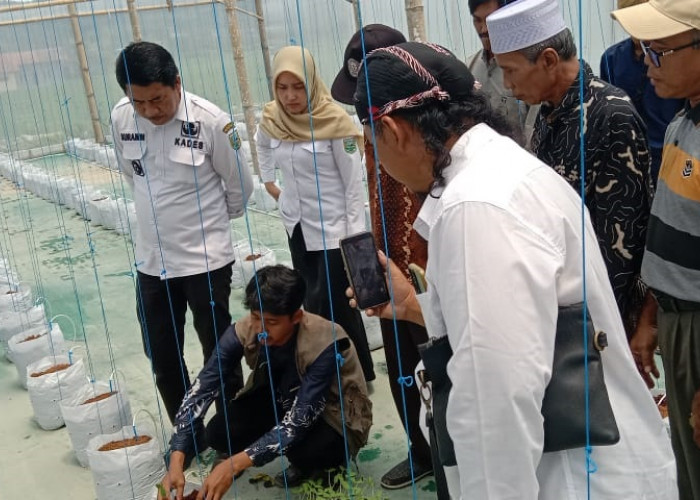 Pemdes Gemeksekti Alokasikan Dana Desa Rp 258 Juta untuk Budidaya Melon Premium