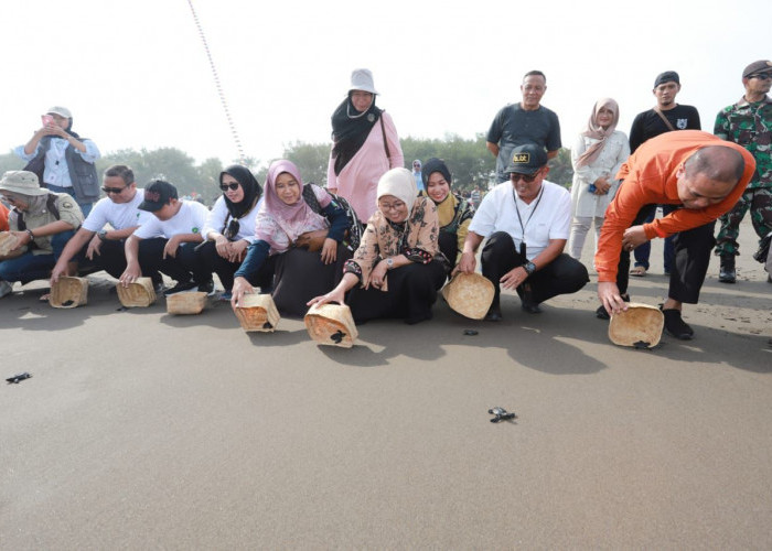 Sedekah Bumi, 86 Tukik Dilepas ke Laut