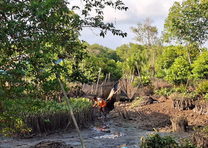 56 Jenis Mangrove Ada di Segara Anakan, 17 Ribu Batang Ditanam Dukung Mageri Segoro