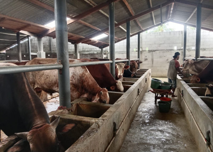 Jelang Iduladha, Permintaan Hewan Kurban di Cilacap Mulai Meningkat