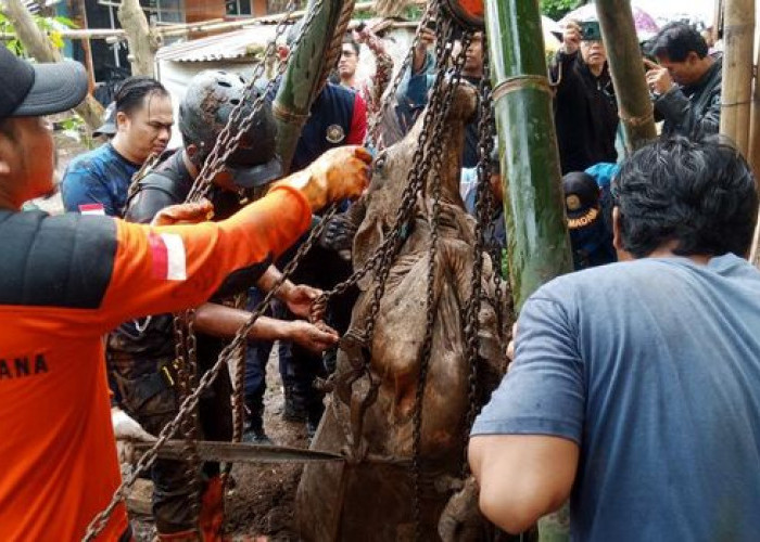 Sapi Hamil Lepas dan Terperosok ke Sumur di Purbadana Kembaran