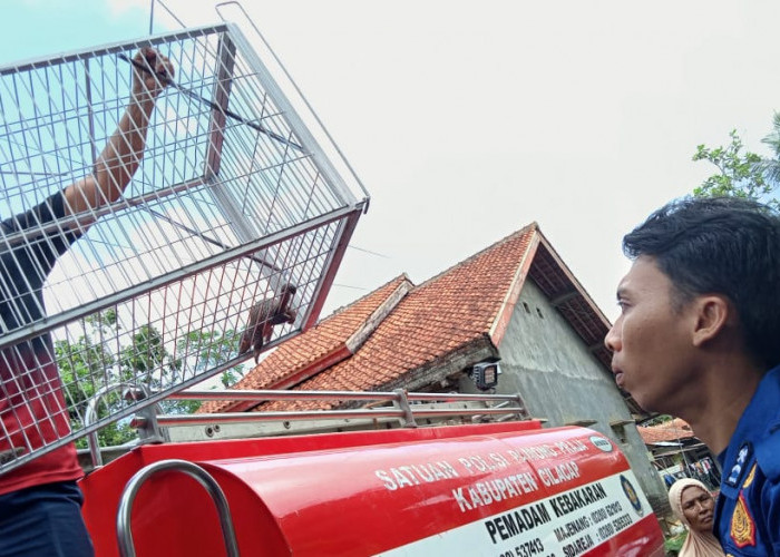 Dua Ekor Trenggiling Masuk Pemukiman Warga, Damkar Kroya Lakukan Evakuasi 