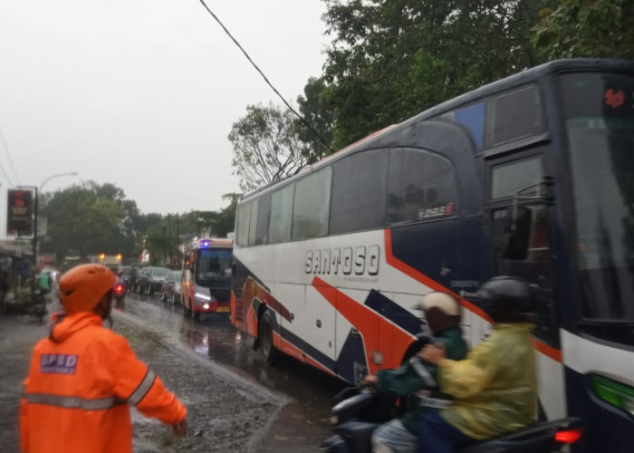 Hujan Lebat, Dua Pohon Tumbang Tutup Ruas Jalan Provinsi Purwokerto - Banyumas di Kaliori