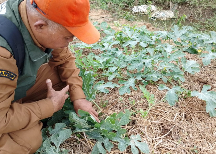 Petani Sumpiuh Banyumas Ronda Lawan Ulat Grayak, Hama Nokturnal Ancam Panen Semangka
