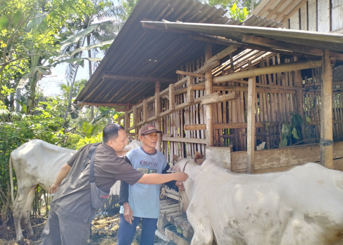 Jelang Idul Adha, 12 Ribu Dosis Vaksin PMK Disiapkan untuk Ternak di Cilacap