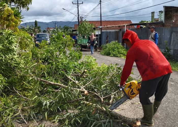  Rusak Aspal dan Bahayakan Pengguna Jalan, Pohon Ditebang