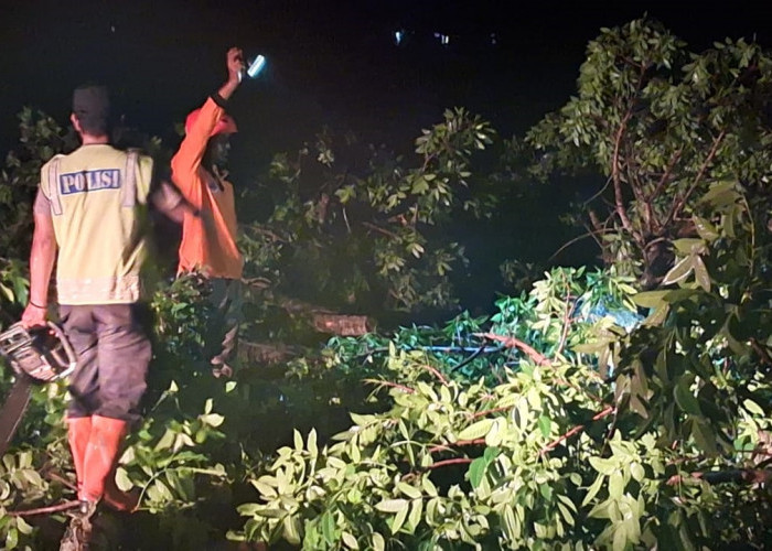 Pohon Tumbang Timpa Tiang Listrik di Buluspesantren