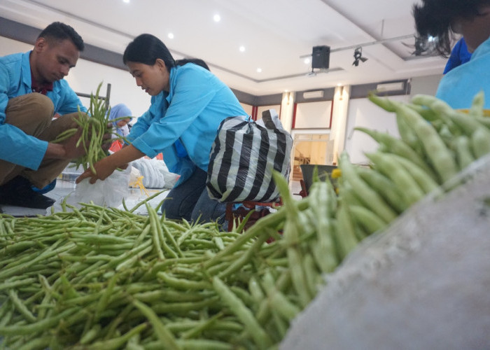 Harga Anjlok, Gereja Katolik Bersama GOW Borong Buncis Untuk Bantu Petani