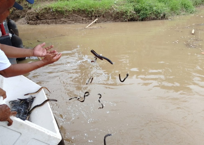 104 Ribu Benih Ikan Ditebar di Sungai Serayu, Ancaman Destructive Fishing