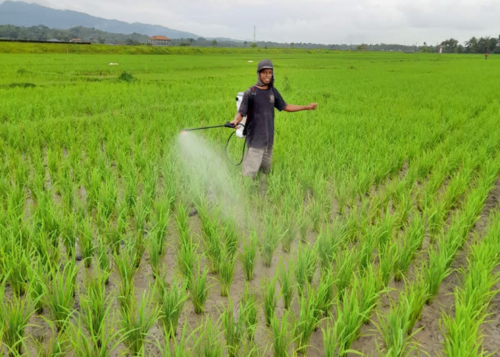 Kimia ke Organik, Antisipasi Penyakit Padi dengan Corynebacterium, Tekan Biaya 40 Persen