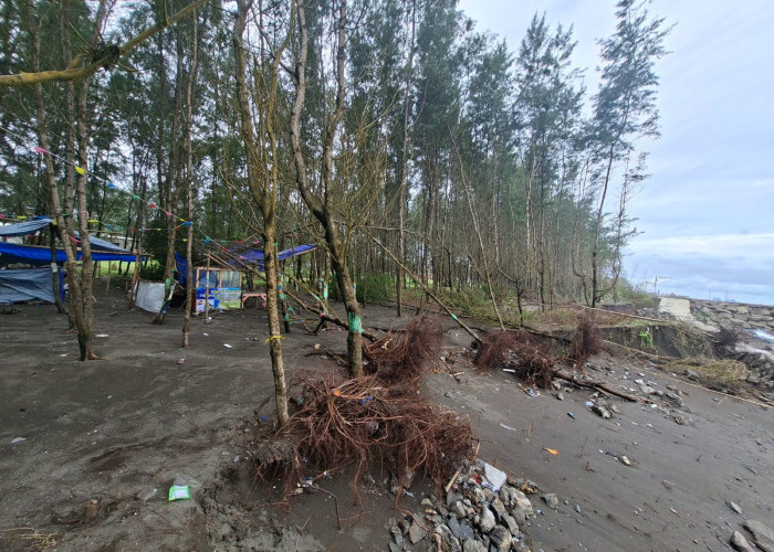 Tanggul Pantai Cemara Jajar Cilacap Roboh, Warga Takut Abrasi Meluas