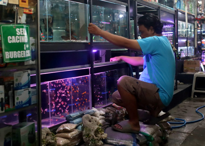 Listrik Padam Pedagang Ikan Hias Purwokerto Terbebani, Genset Jadi Penopang Ribuan Ikan di Mina Restu