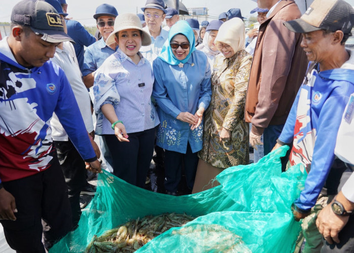 Komisi IV DPR RI Puji Kualitas Udang BUBK Kebumen