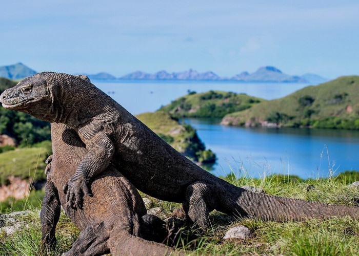 Wisata Pulau Komodo, Salah Satu Tempat Terindah di Indonesia